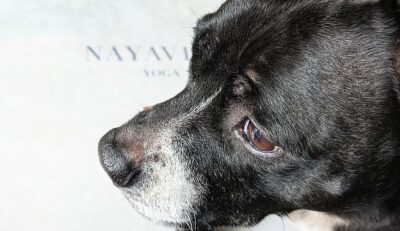 o nayavita yoga NAYAVITA Jóga se štěňaty puppy yoga přínosy a rizika