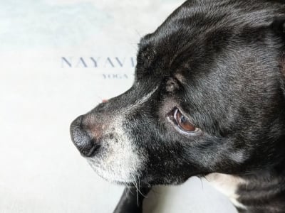 o nayavita yoga NAYAVITA Jóga se štěňaty puppy yoga přínosy a rizika